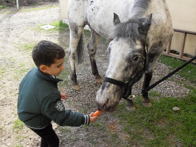 attività in maneggio